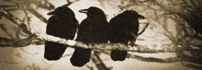 3 crows